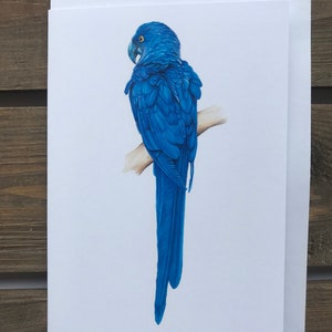 Hyacinth Ara - "The Blue Parrot" Note Cards