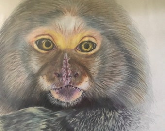 Singe, Ouistiti pygmée, dessin, crayon de couleur, illustration, œuvre d’art, art de la jungle, art du singe