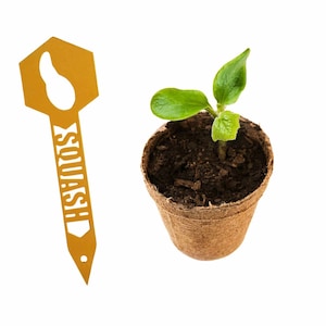 May include: A small green squash plant growing in a brown biodegradable pot with a yellow plant marker that says "SQUASH" on it.