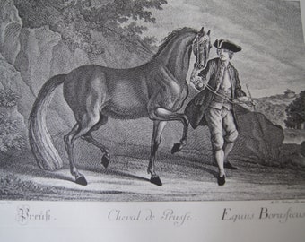 Antique Engraving Johann Elias Ridinger Horse breed