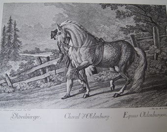 Antique Engraving Johann Elias Ridinger Horse breed