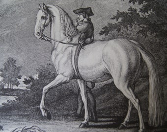 Antique Engraving Johann Elias Ridinger Horse breed