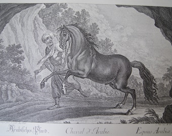 Antique Engraving Johann Elias Ridinger Horse breed