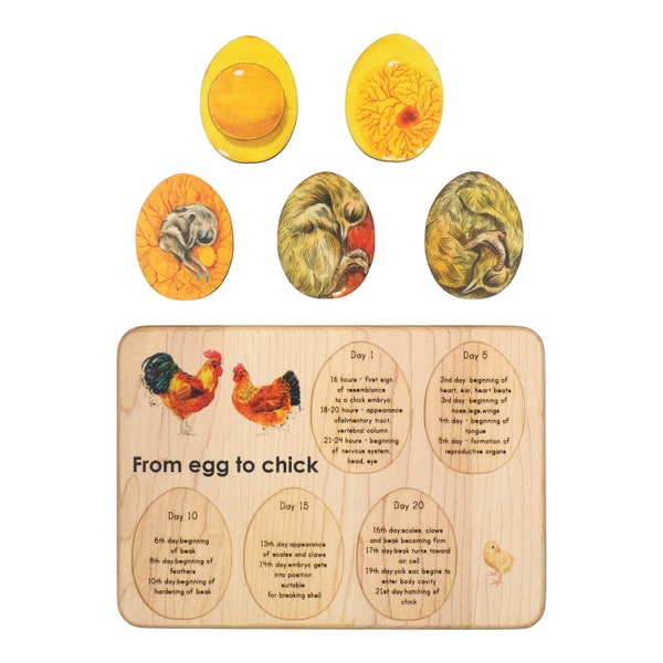 Chicken development - chicken gift- raising chickens - Montessori - wooden puzzle