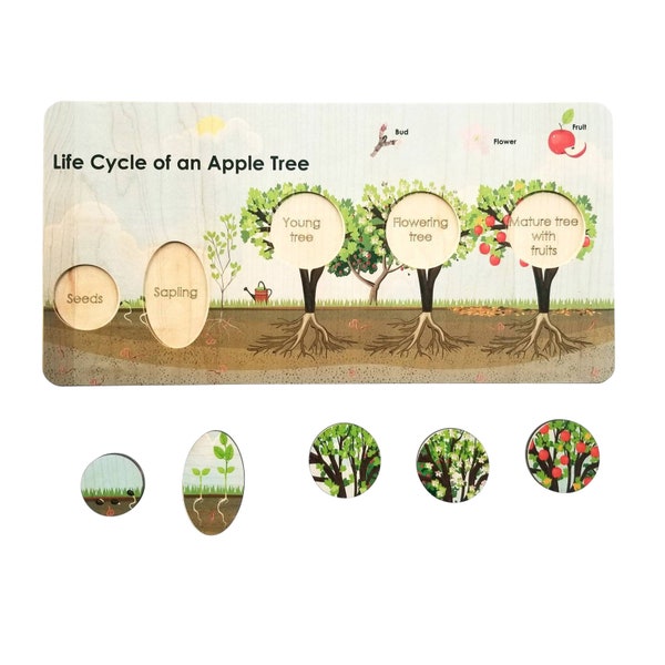 Life cycle board - life cycle of an apple tree puzzle- Montessori - life cycle of a plant