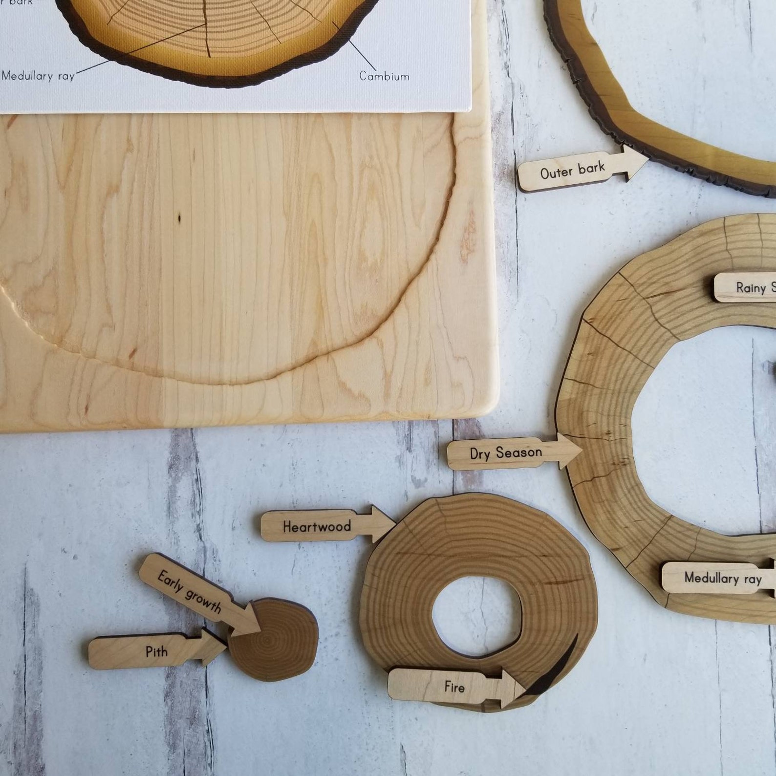 Parts of a Tree Trunk Puzzle Layers of Tree Trunk Tree Ring Etsy