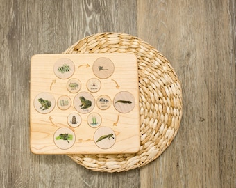 Wooden life cycle board - Salmon Frog Butterfly Pumpkin - Montessori life cycle