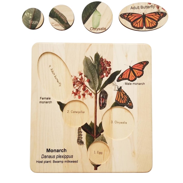 Life cycle of a monarch butterfly, butterfly life cycle, Montessori materials, monarch life cycle, waldorf inspired,