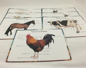 DIGITAL DOWNLOAD*** Farm animals anatomy prints, parts of animal cards, farm animal poster