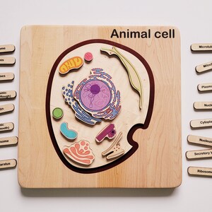 Animal Cell Model, Wooden Cell Model - Etsy