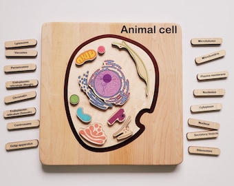 Animal cell model, wooden cell model