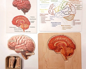 Brain puzzle - Montessori wooden puzzle - parts of the brain - anatomy and functions - classroom gift
