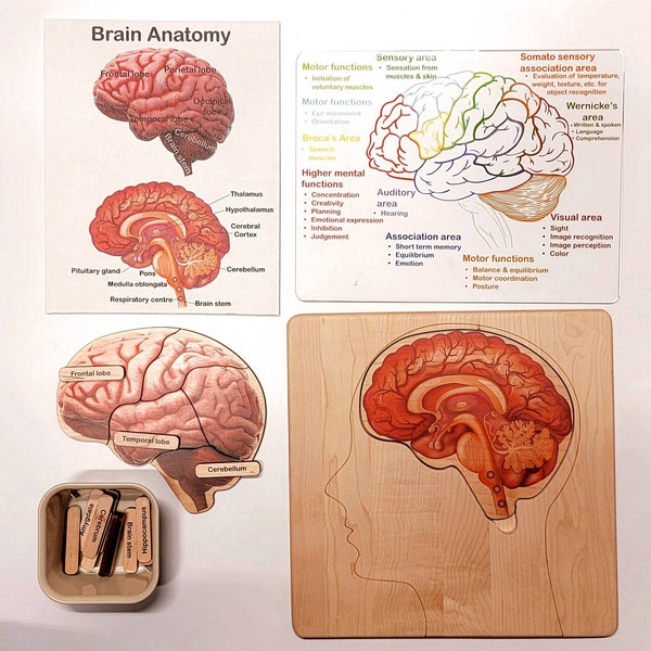 Brain puzzle - Montessori wooden puzzle - parts of the brain - anatomy and functions - classroom gift