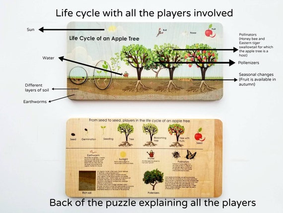 tiger life cycle diagram