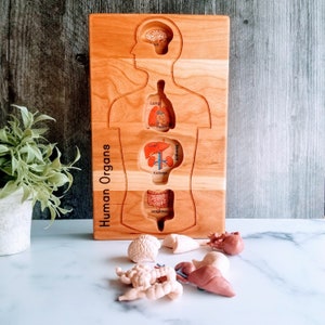 Human anatomy tray - human organ holder - classroom toy - montessori - waldorf -homeschooling - christmas gift - stem toy - science toy