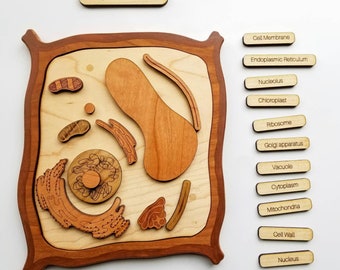 Plant cell model, wooden cell model