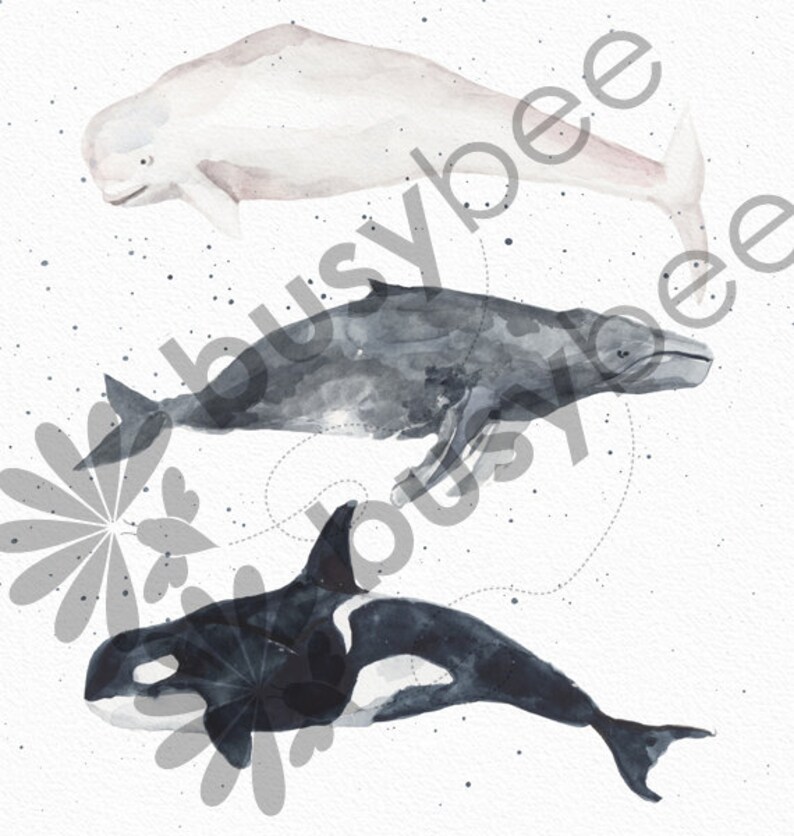 Buy One Get One Beluga Whale Humpback Whale Orca 8x10 OR - Etsy