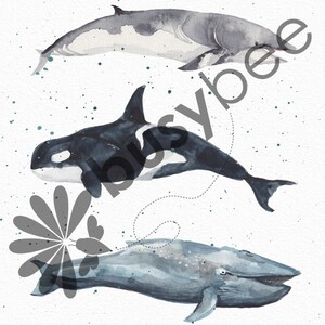 May include: Watercolor painting of three whales. A gray whale with a white underbelly, a black and white orca, and a blue whale with a white underbelly.