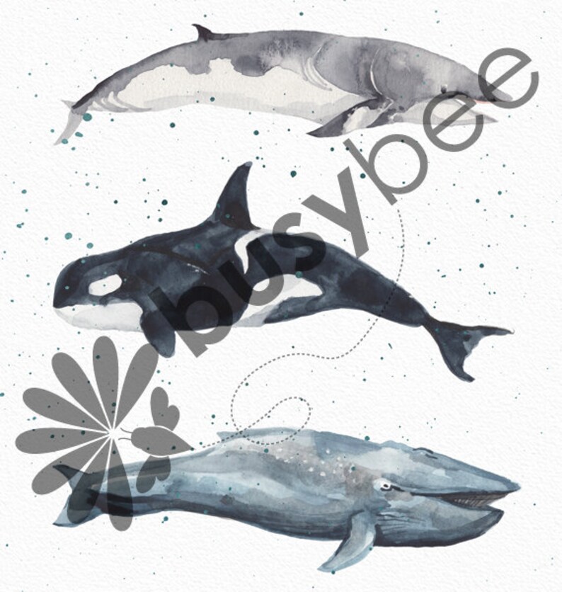 May include: Watercolor painting of three whales. A gray whale with a white underbelly, a black and white orca, and a blue whale with a white underbelly.