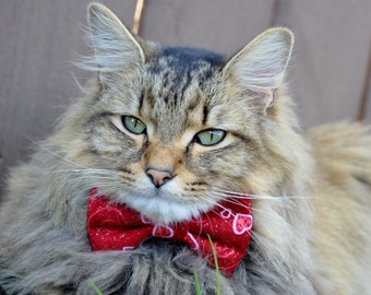 Valentines Day bow tie cat collar, Valentines Day cat collar, Valentines Day kitten bow tie collar, Cat costume, holiday cat bow ties