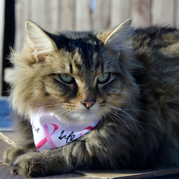 2 Breast Cancer awareness cat bandanas, Set of 2 Reversible slip over collar cat Bandanas, Cat costume, cat bandana, Cat bandanas, cat tie