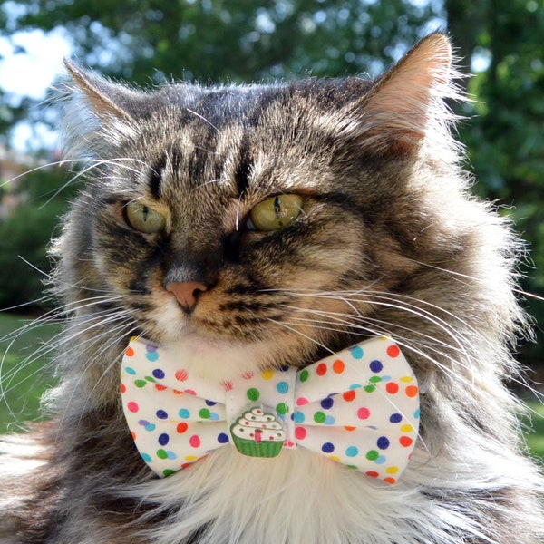 Birthday cat bow tie collar, cat birthday, cat birthday bow tie, birthday for cat, birthday, cat collar, cat bow tie, kitten bow tie collar