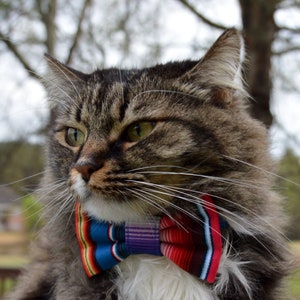 Cinco de Mayo cat collar and bow, Cinco de mayo, Cinco de Mayo cat bow tie collar, fiesta Cat Collar with bow tie, Cat collar Cinco de Mayo image 1