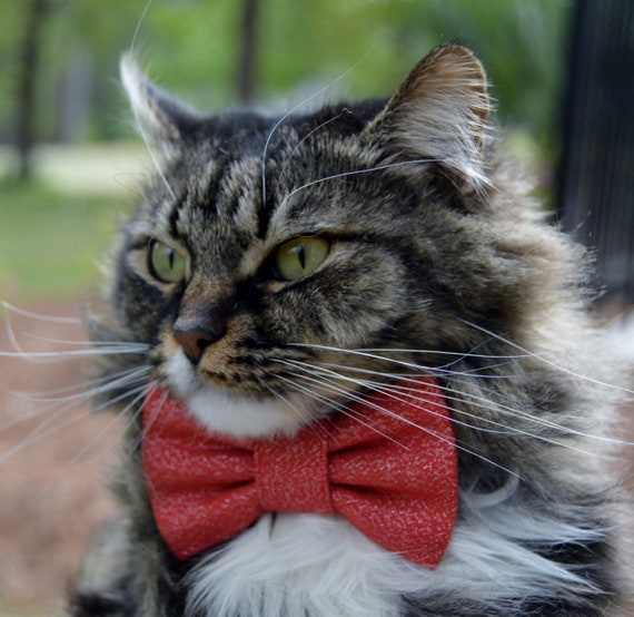 red cat bow tie