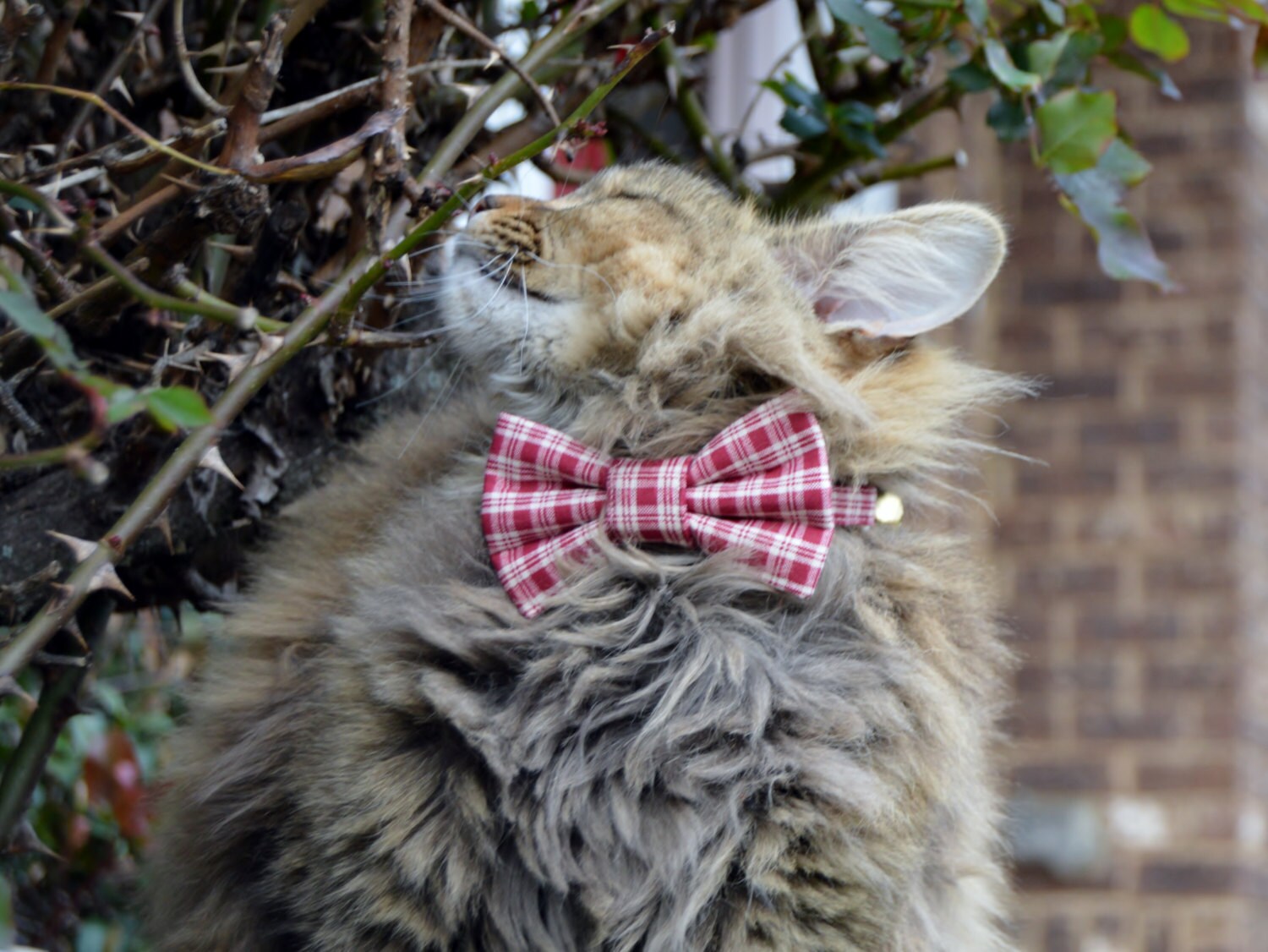kitten bow tie
