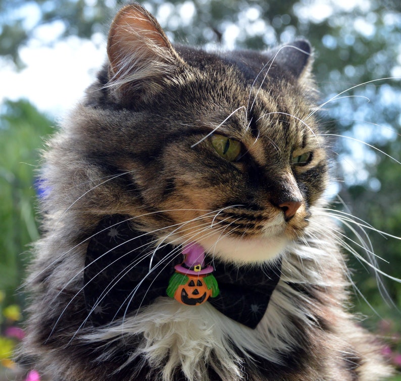 black bow tie cat collar