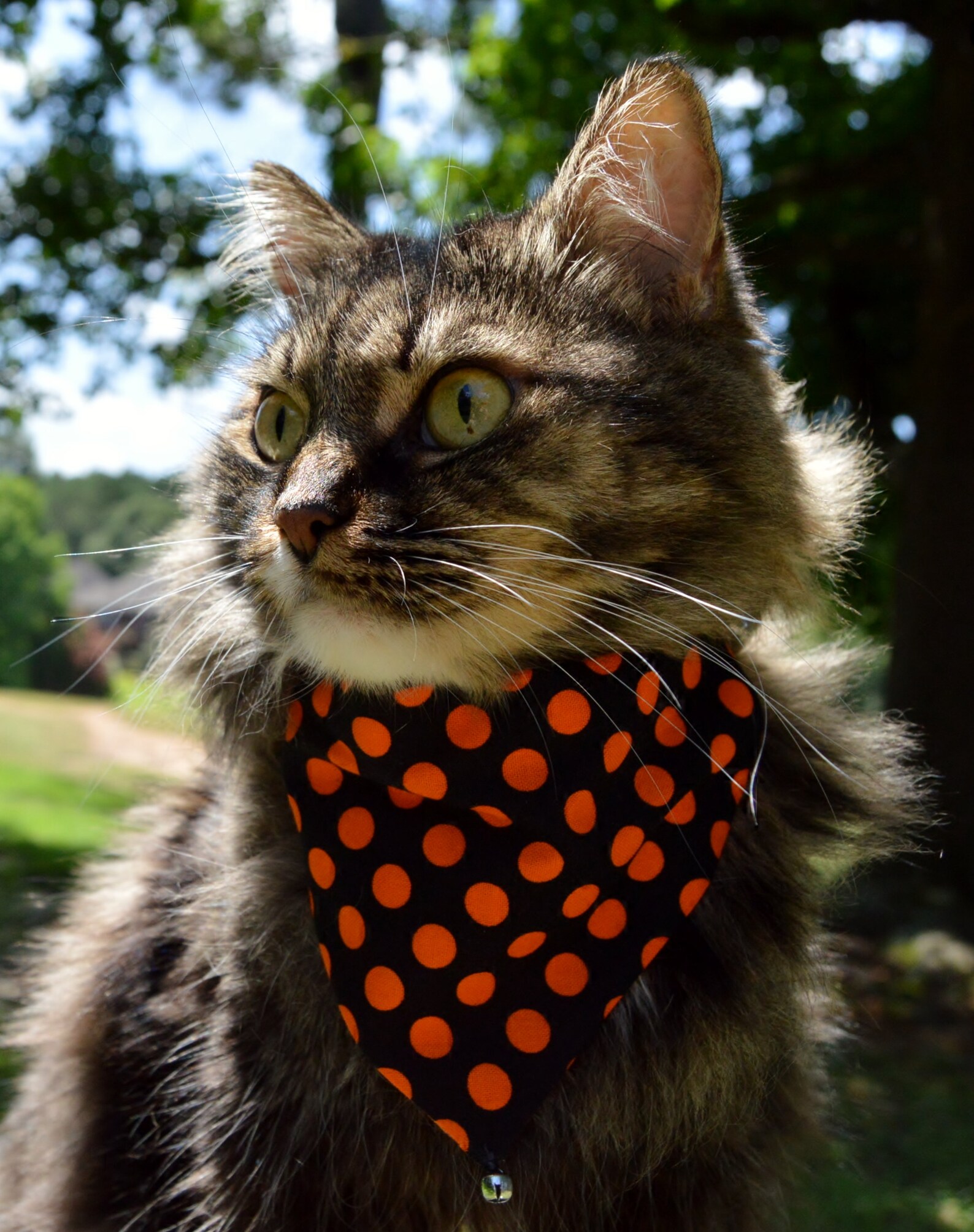 Halloween cat bandana Set of 2 Reversible Halloween slip over Etsy