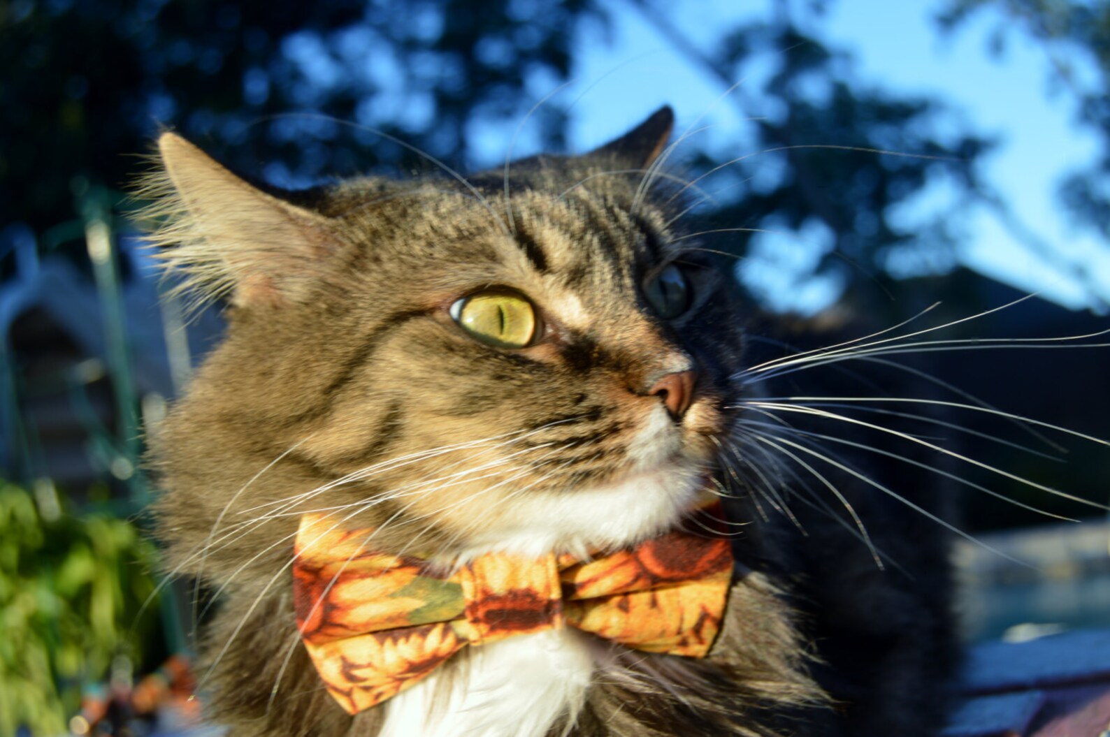 Sunflower Cat Collar Sunflower Cat Bow Tie Collar Fall Cat Etsy