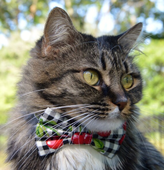 Un Chat Avec Un Collier Blanc Et Des Rayures Noires Regarde La