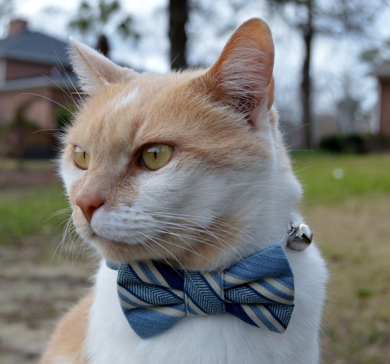 Disney Designer Pet Collar - Cheshire Cat Stripes