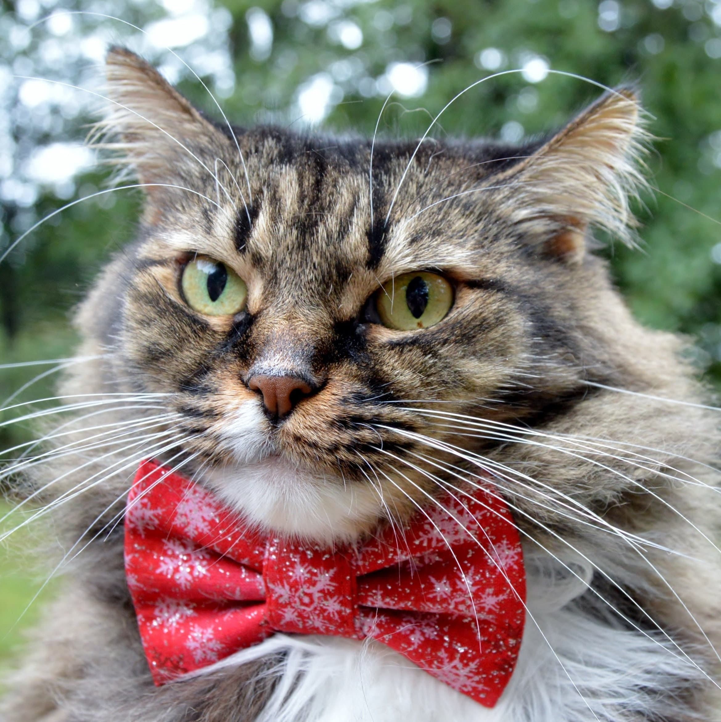 kitten bow tie collar