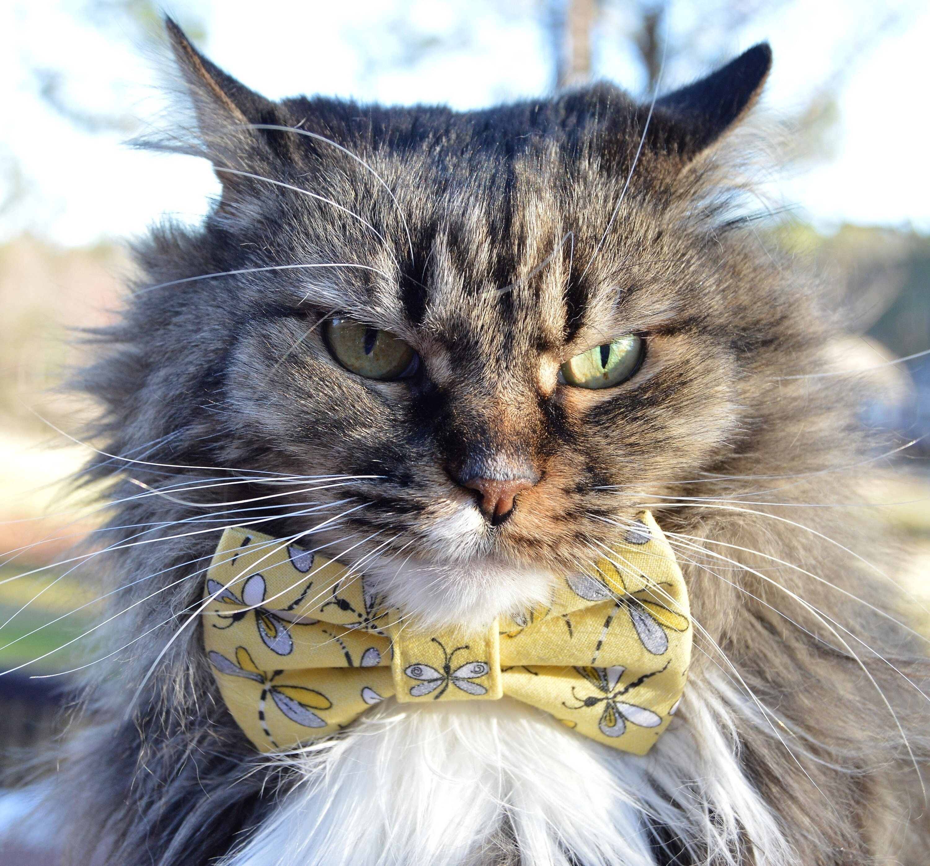 Rhinestone Bling Bow Cat Collar – JBCoolCats