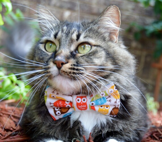 Collier Pour Chat Chouette Hibou Noeud Papillon Pour Chats Etsy