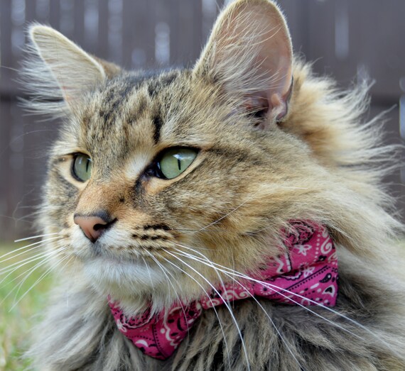 Girl top kitten collars