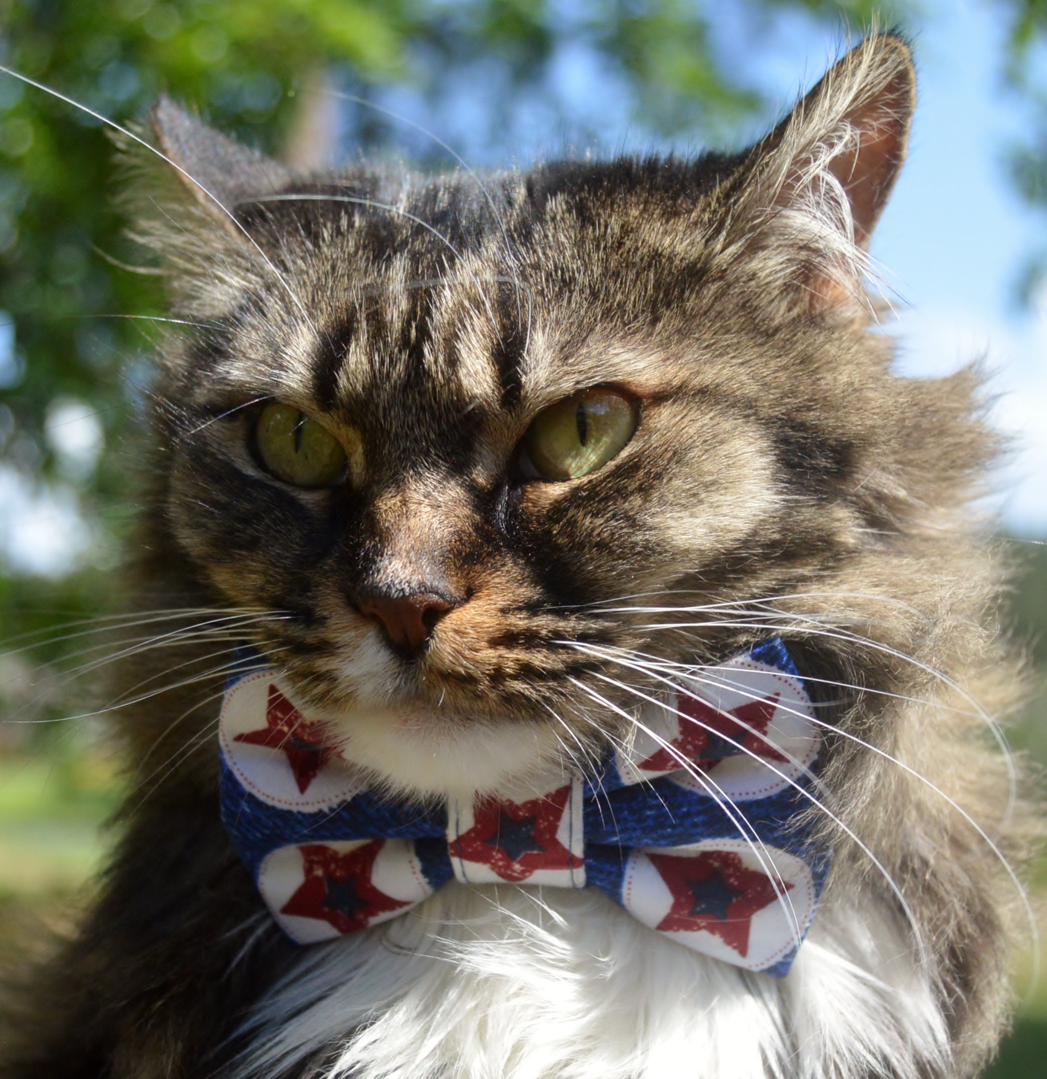 kittens with bow ties