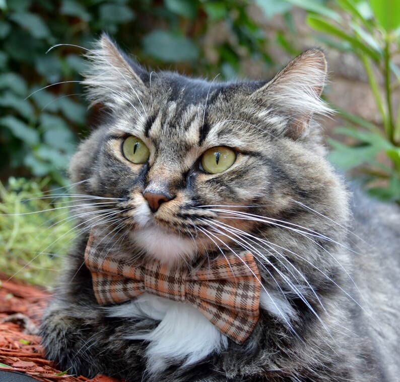Fall Plaid Cat Bow Tie Plaid Cat Collar Plaid Thanksgiving Etsy