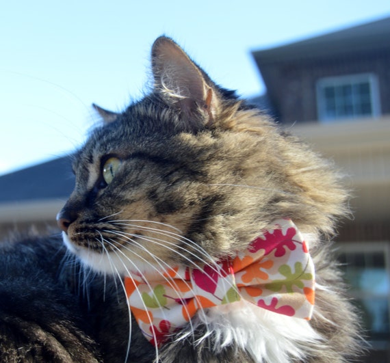 Bow tie with cats on clearance it