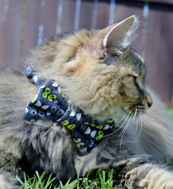 Kitten collars cheap