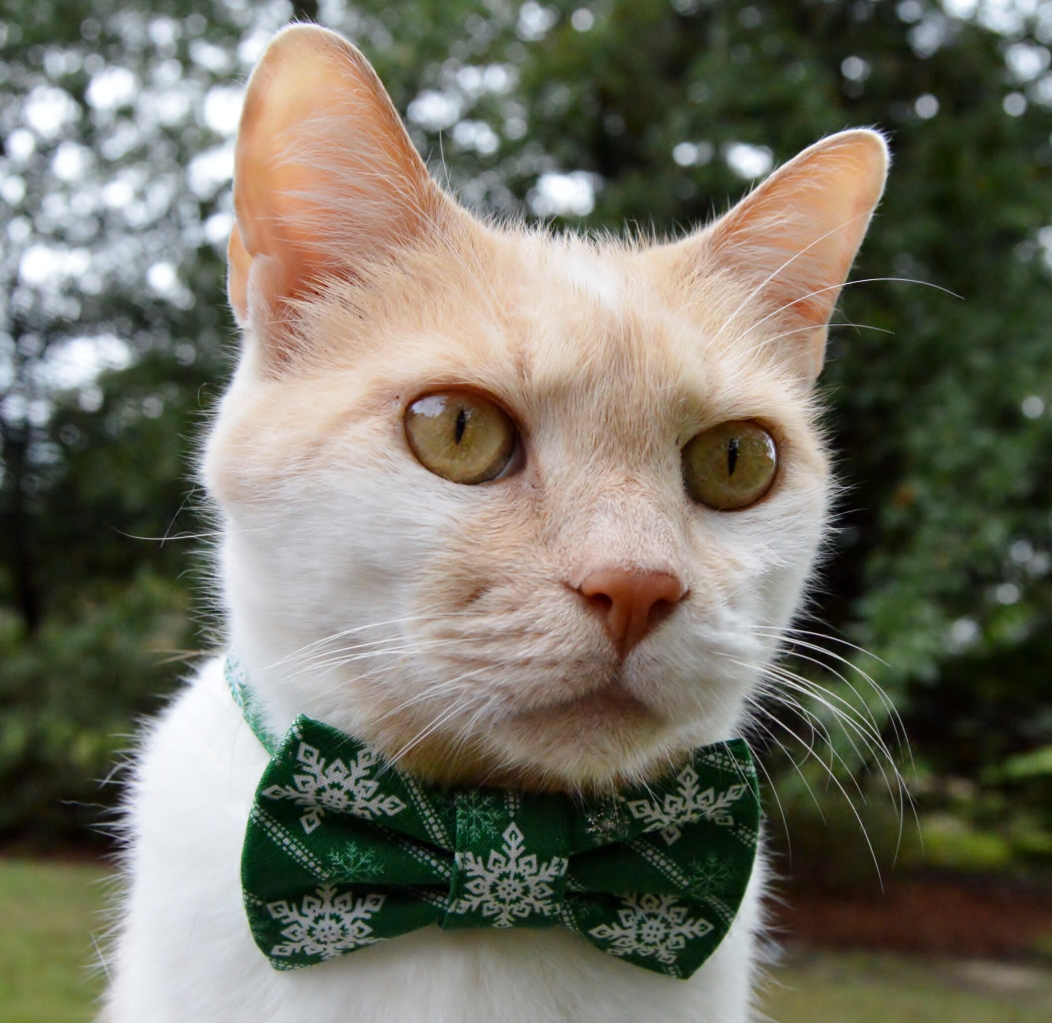 Cat Collar Christmas 