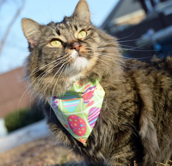 Easter cat collar cheap