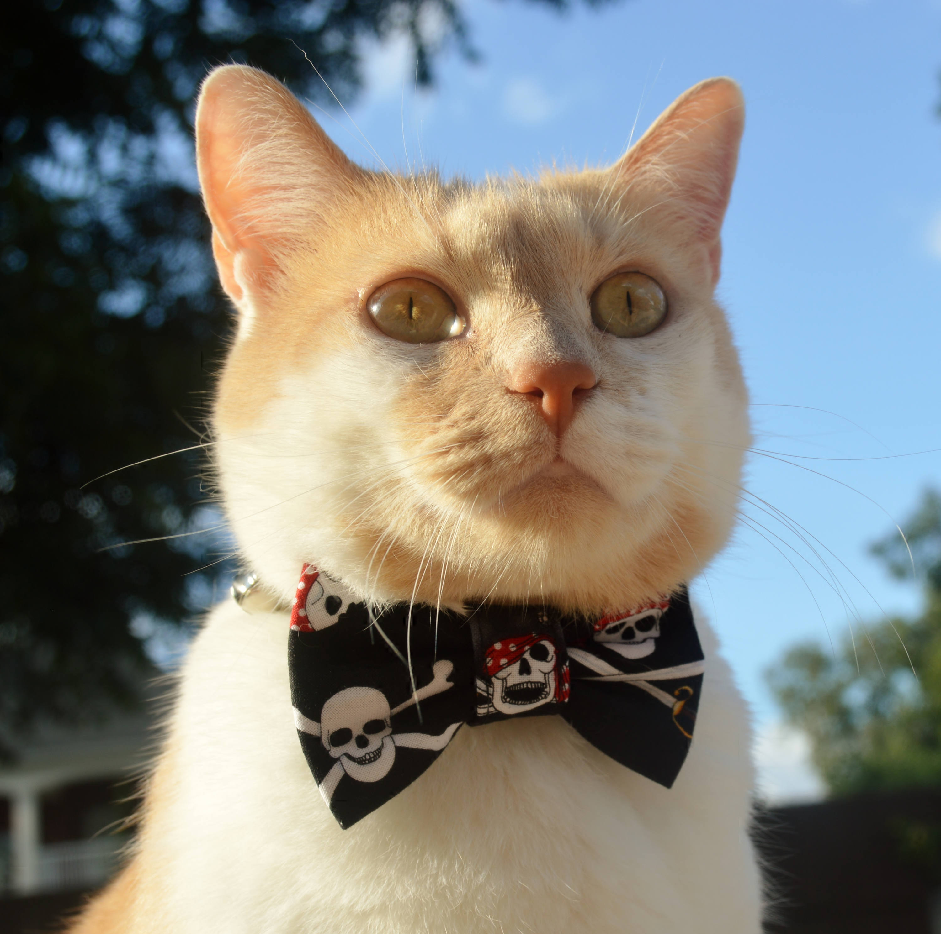 cat collar costume