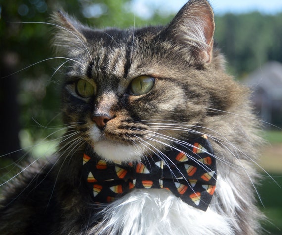 Halloween cat collar store bow tie