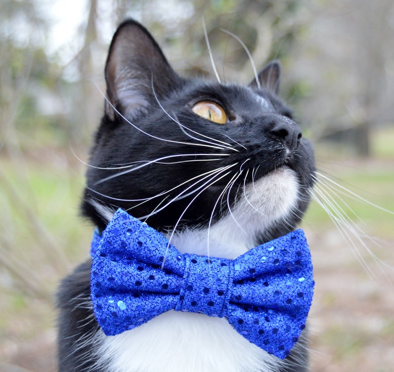 blue cat bow tie cat collar with sequins fancy cat bow tie sparkle cat collar blue sequin cat bow tie collar blue sequin cat collar