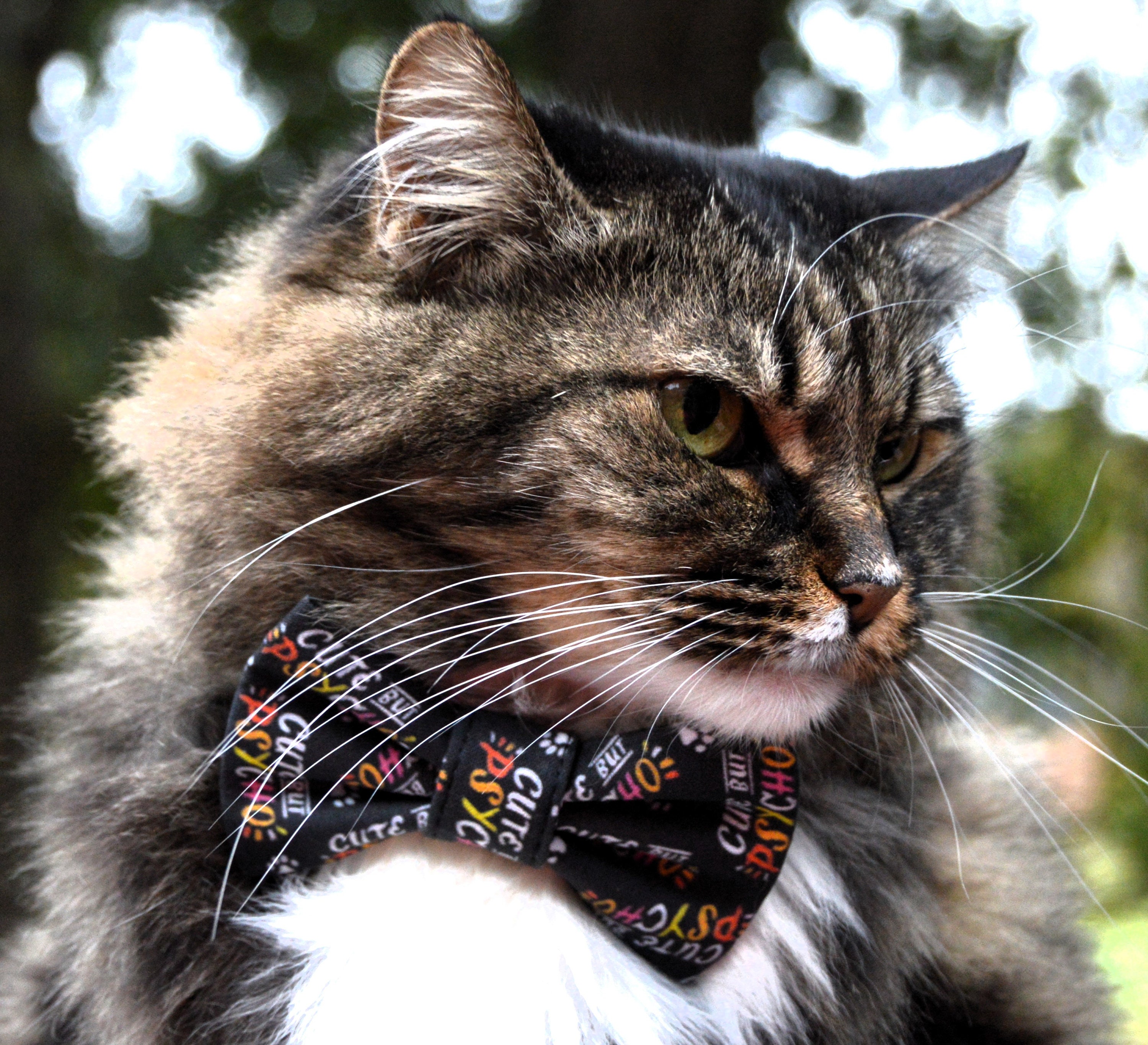 Funny 2025 cat collars