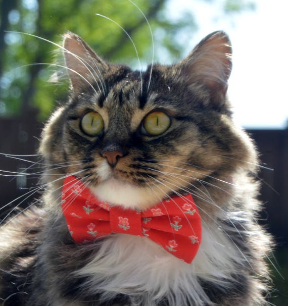 red bow tie collar for cats