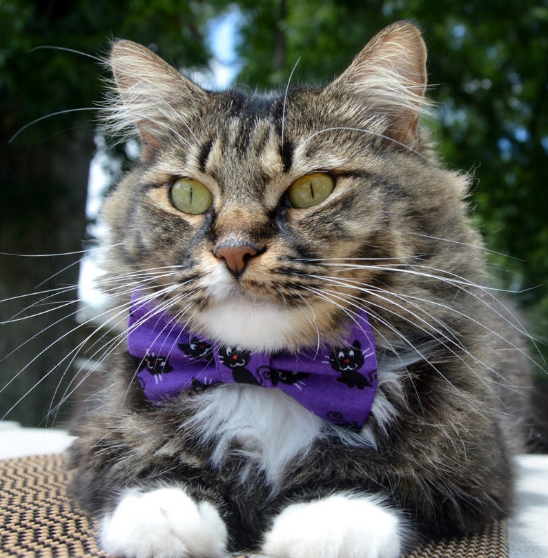 Black Cat Halloween Cat Collar Halloween Cat Bow Tie Etsy